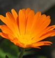 Ringelblume luzern